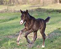 mounted-patrol-gypsy-vanner-horse