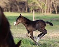 natural-horsemanship-training-gypsy-vanner-horse