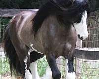 ranch-versatility-gypsy-vanner-horse