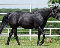 ranch-work-gypsy-vanner-horse