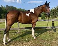 bay-overo-saddlebred-for-sale