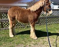 charlie-gypsy-vanner-horse