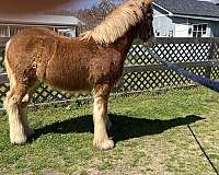 lob-eared-gypsy-vanner-horse