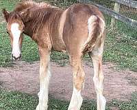 foundation-natural-horsemanship-training-gypsy-vanner-horse