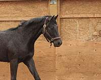 equitation-warmblood-horse