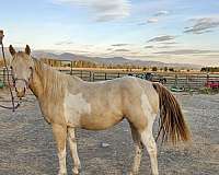 tobiano-horse