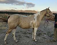 homozygous-champagne-paint-horse