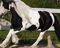 trails-gypsy-vanner-horse