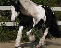 experienced-gypsy-vanner-horse