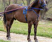 ranch-haflinger-horse