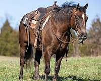 sorrel-haflinger-horse
