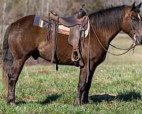 beginner-haflinger-horse