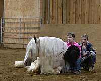 lesson-gypsy-vanner-horse
