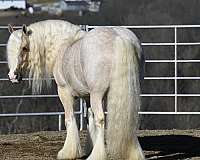 parade-gypsy-vanner-horse