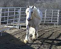 playday-gypsy-vanner-horse