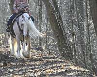 trail-class-competition-gypsy-vanner-horse