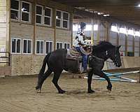 beginner-safe-quarter-horse