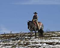 working-equitation-quarter-horse