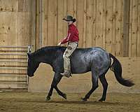 blue-roan-quarter-horse-gelding