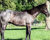 blue-roan-all-around-flashy-horse