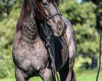 blue-roan-quarter-horse-gelding