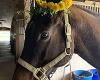 dark-horse-thoroughbred