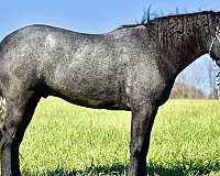 percheron-draft-horse