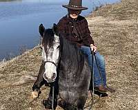 gaited-trail-horse-tennessee-walking