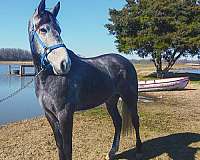 safe-tennessee-walking-horse