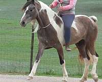 tobiano-grey-horse