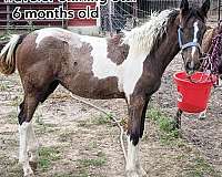 foal-for-sale-missouri-fox-trotter-horse