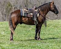 buggy-morgan-horse