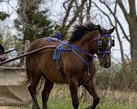 colton-morgan-horse