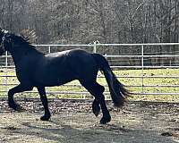 friesian-horse