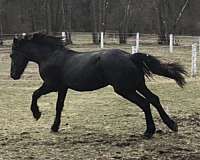 pen-friesian-horse