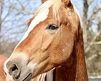 belgiandraft-mustang-horse