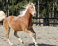 trailhorse-mustang-horse