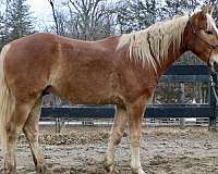vaquero-mustang-horse