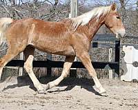 belgiandraft-horse