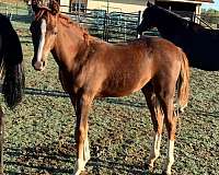 beginner-flashy-arabian-horse