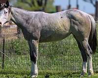 belly-markings-horse