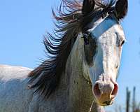 bay-roan-splash-white-face-horse