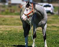 bay-roan-belly-markings-horse