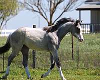 4-high-whites-horse