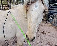 hind-stockings-dorsal-stripe-pony