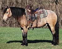 buckskin-gypsy-vanner-horse