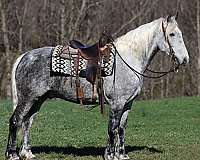 dapple-grey-quarter-horse