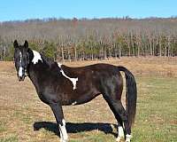 black-overo-solid-with-white-horse