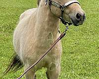 and-easy-to-handle-miniature-pony