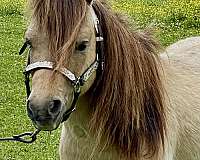 blue-eye-miniature-pony